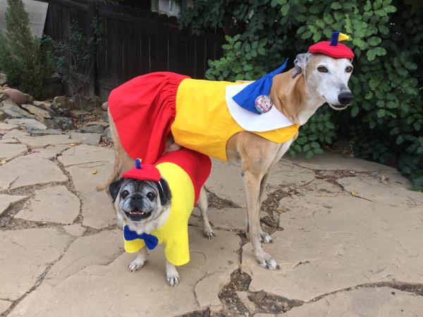 /Images/uploads/PUG NATION RESCUE OF LOS ANGELES/pugnationcalendar/entries/2470thumb.jpg